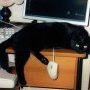 Heureusement que mon chat m'aide à travailler